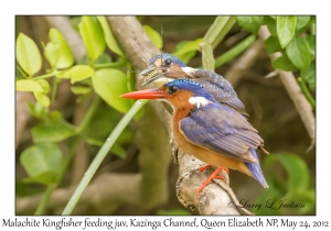 Malachite Kingfishers