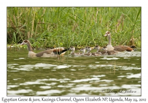 Egyptian Geese