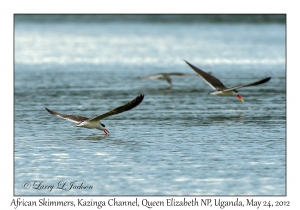 African Skimmers