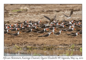 African Skimmers