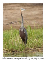 Goliath Heron