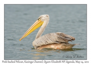 Pink-backed Pelican