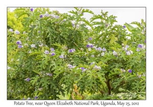 Potato Tree