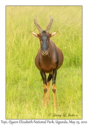 Topi
