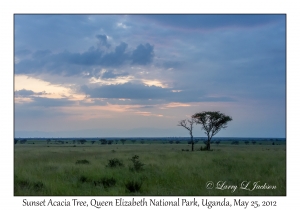 Sunset Acacia Tree