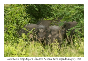 Giant Forest Hogs