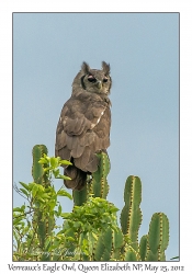 Verreaux's Eagle Owl