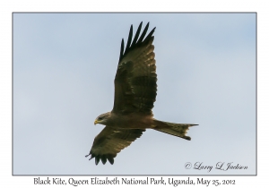 Black Kite