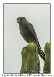 Grey Kestrel