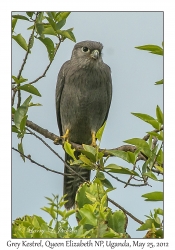 Grey Kestrel