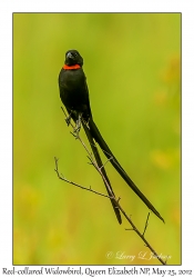 Red-collared Widowbird