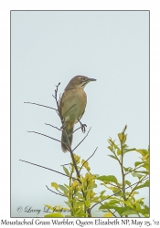 Moustached Grass Warbler