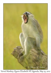 Vervet Monkey