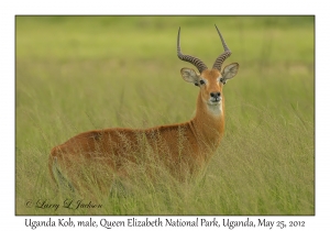 Uganda Kob, male