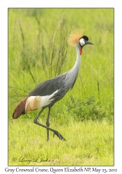 Gray Crowned Crane