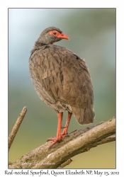 Red-necked Spurfowl