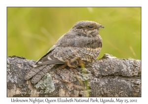 Unknown Nightjar