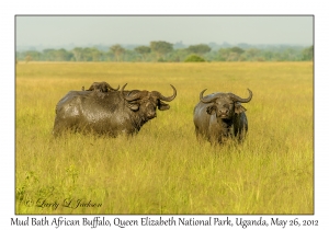 African Buffalo