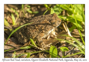 African Red Toad, variation