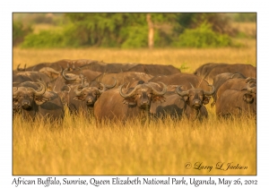 African Buffalo at Sunrise