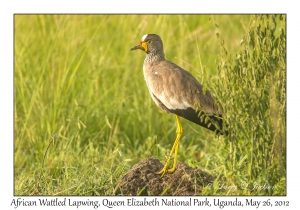 African Wattled Lapwing