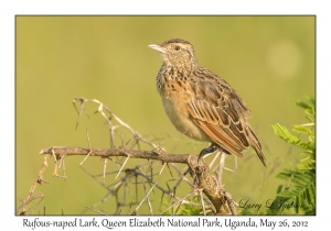 Rufous-naped Lark