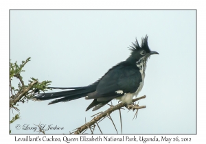 Levaillant's Cuckoo