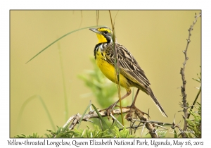 Yellow-throated Longclaw