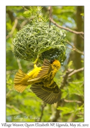 Village Weaver, male