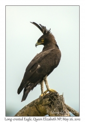 Long-crested Eagle