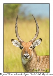 Defassa Waterbuck, male