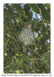 Song Thrush