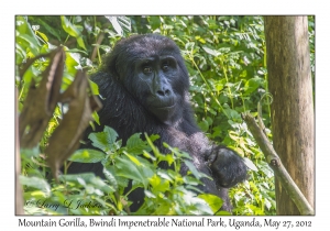 Mountain Gorilla