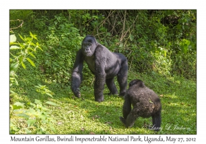 Mountain Gorillas