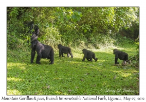 Mountain Gorillas