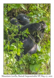 Mountain Gorilla