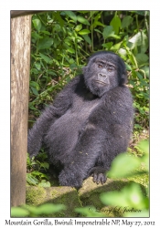 Mountain Gorilla