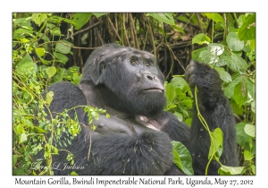 Mountain Gorilla