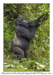 Mountain Gorilla