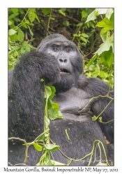 Mountain Gorilla