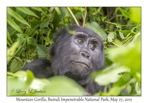 Mountain Gorilla