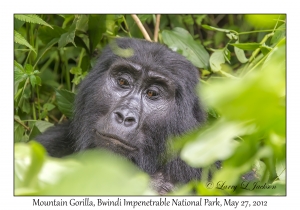 Mountain Gorilla