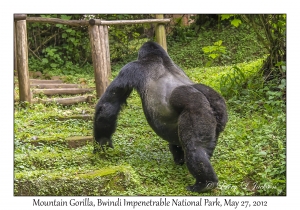 Mountain Gorilla