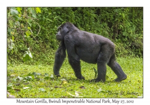 Mountain Gorilla