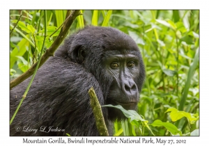 Mountain Gorilla