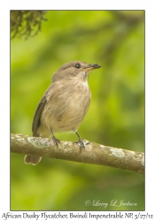 African Dusky Flycatcher