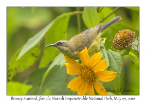 Bronzy Sunbird