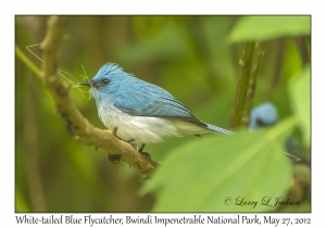 White-tailed Blue Flycatcher