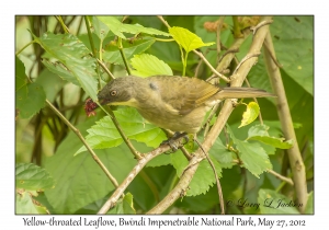 Yellow-throated Leaflove