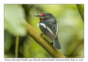 Brown-throated Wattle-eye